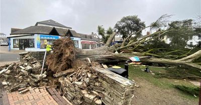 Huge tree torn down by Storm Eunice in shocking clip as locals left devastated