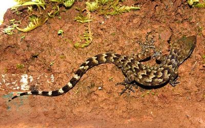 Army tag for new gecko from Meghalaya