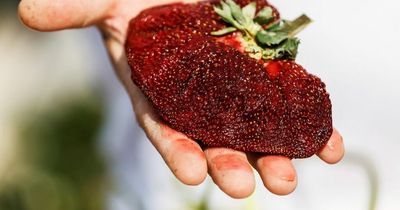Giant strawberry is declared heaviest in the world after a year in a freezer