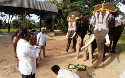 Ageing ‘Kumki’ duo awaits adoption by donors in Chittoor in Andhra Pradesh
