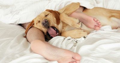 'I sleep naked with my dog - my girlfriend says it's weird and wants to break up'