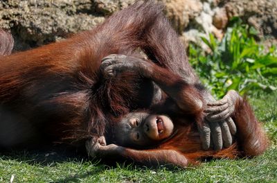 Spain's animal rights bill targets zoos and pet shops but not bullfighting