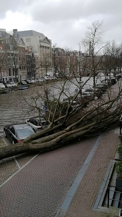 Falling trees kill three as Storm Eunice hits the Netherlands