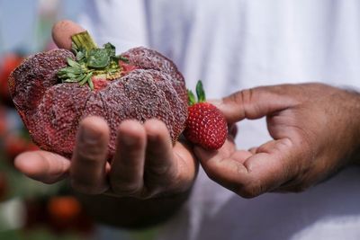 Phwoar-berry: Israeli farmer sets Guinness World Record for giant strawberry