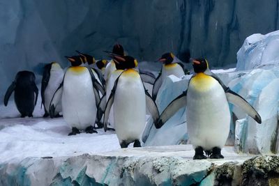 Detroit Zoo's massive penguin center reopens after 2 years