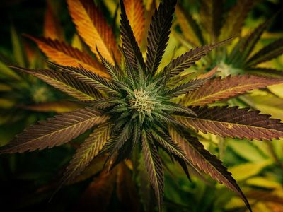 Which Province Sold Most Marijuana In December? Canadian Cannabis Sales Hit Another Record