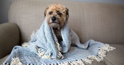 Should I leave my heating on for my dog while I'm out the house?