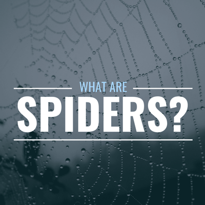 What Are Spiders (SPDRs)? How Are They Used in the Stock Market?