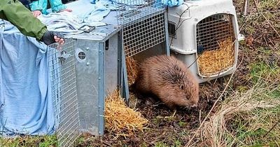 Second Tayside beaver family relocated to sanctuary farm on Perthshire border