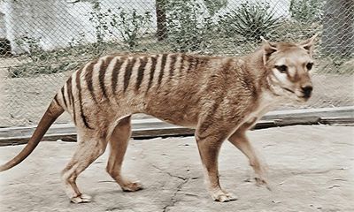 De-extinction puzzle: how decoding numbat DNA could help resurrect the Tasmanian tiger