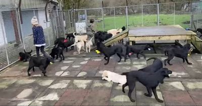 Fifty-seven Labrador pups have arrived at an animal rescue centre all at once and they're causing chaos