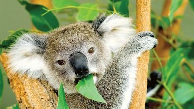 Victoria's koalas aren't listed as endangered, but some populations are struggling