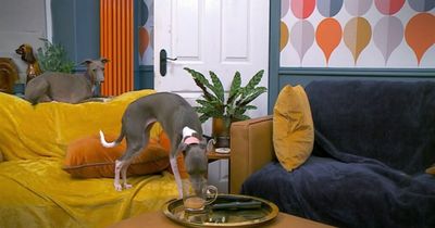 Gogglebox's Ellie Warner's dog makes fans 'queasy' within minutes of show starting