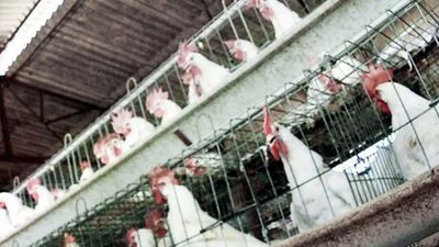 Bird flu confirmed in Maharashtra, culling starts in Thane district