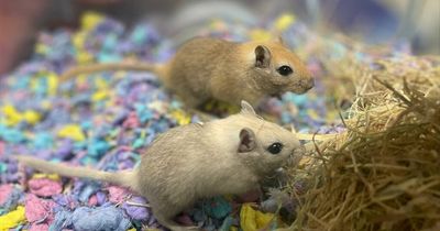 RSPCA appeal after pair of gerbils have 60 babies in six months