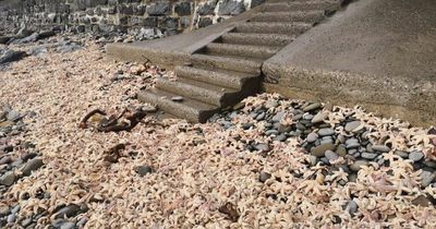 Thousands of starfish wash up on Welsh beach after Storm Eunice