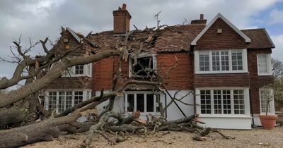 400-year-old oak tree uprooted by Storm Eunice destroys family's home