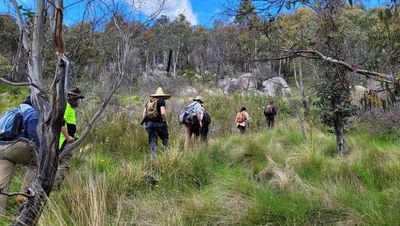 Volunteers join fight to save Namadgi's burnt bogs