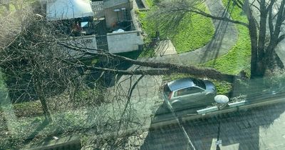 Storm Eunice: Fallen tree in Bristol 'inches' from crushing a car