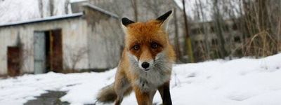 35 years later, nature is thriving in the ruins of Chernobyl — or is it?