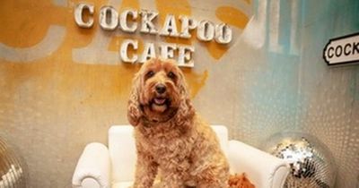 A pop-up cockapoo cafe is coming to Cardiff serving doggy capuccinos and doughnuts