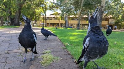 Magpies face bleak future as heat rises with climate change