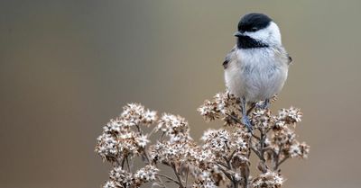 Birders of all levels asked to record sightings for The Great Backyard Bird Count