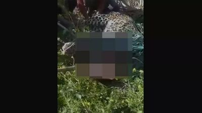 UP: Bamboos shoved in mouth, leopard tortured to death in Bijnor