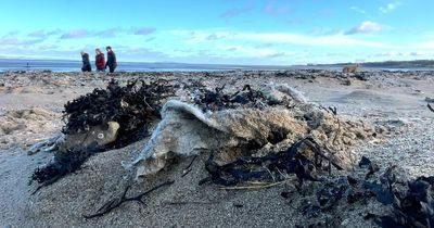 Ban toxic plastic wet wipes to save Scots beaches and wildlife