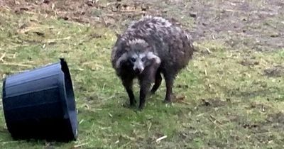 'Unpredictable' raccoon dog on the loose as Brits warned not to approach creature