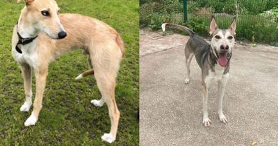 Meet two of Manchester's loneliest dogs in search of forever homes