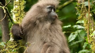 Census reveals 65 percent increase in the number of 'endangered' African monkeys