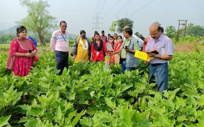 IICT pheromone traps for pest control in Odisha