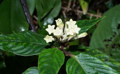 Researchers spot new plant variety in Arunachal Pradesh