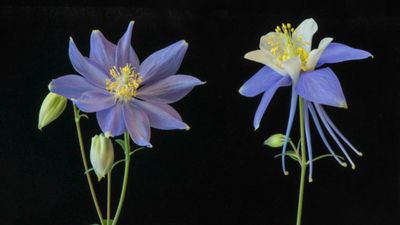 Natural Selection Isn’t Always Slow, Flower Study Finds