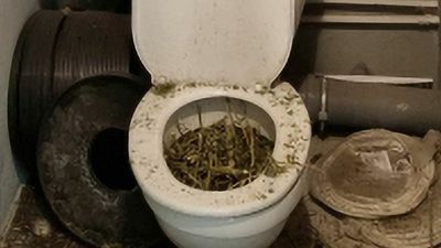 VIDEO: Russian Tries To Flush 33 Pounds Of Cannabis As Police Raid His Home