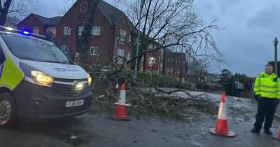 Storm Franklin brings down tree in Mapperley Plains as strong winds hit Nottinghamshire