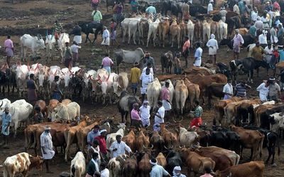 The Budget spells green shoots for agri-subsectors
