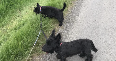 Dogs feared 'stolen' from 'fenced in' Ayrshire garden as distraught owner pleads for safe return