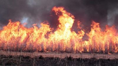 WA on cusp of eradicating gamba grass as Queensland and Northern Territory battle to contain it