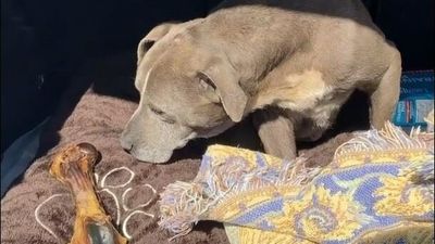 Dog once declared deceased is reunited with owner in California after going missing 12 years ago