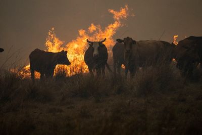 Light rain brings hope for fire-ravaged Argentina province