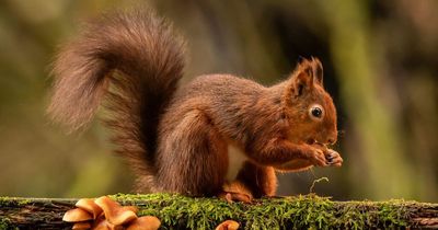 Impact of recent storms on endangered red squirrels across the North East being assessed