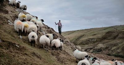 ‘Unacceptable weakness’ in Crofting Commission leadership condemned by MSPs