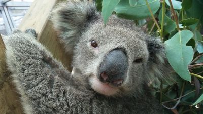 Victorian koalas sent to Adelaide to improve genetic diversity