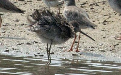 Long-billed dowitcher sighted at Pulicat