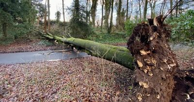 Storm Franklin wreaks havoc as giant tree falls and power cuts hit Ayrshire