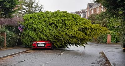 Dozens of trees fall and block roads as region battered by Storm Franklin