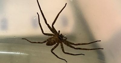 World's biggest spider found in UK after travelling 5,000 miles in shipping container