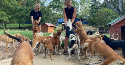 Animal rescue with just week's costs left faces closure - and 2,000 dogs could die